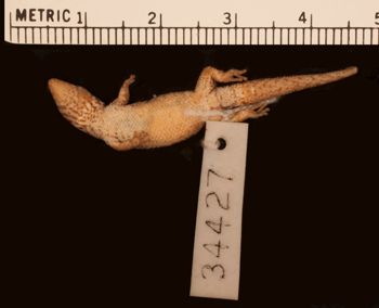 Media type: image;   Herpetology R-34427